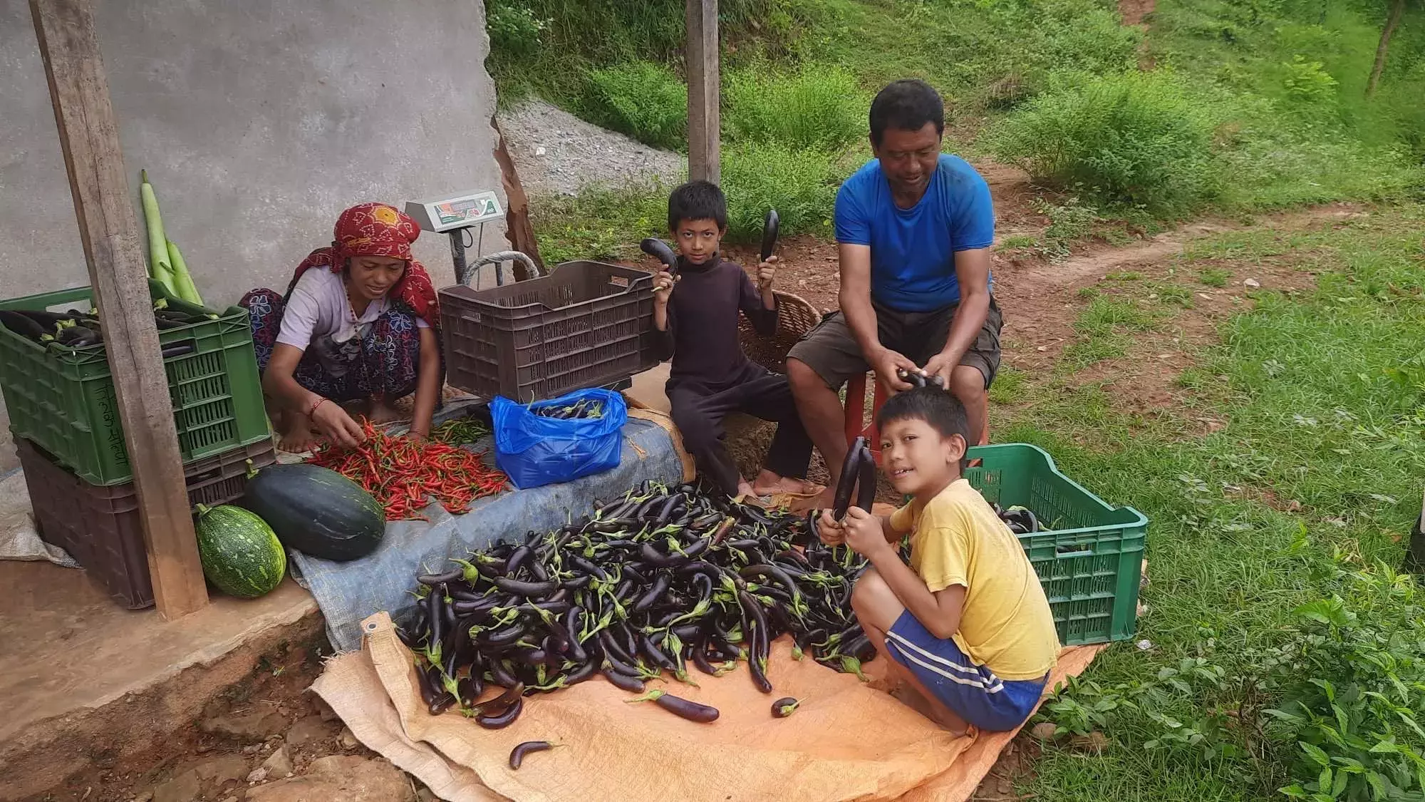 Family sorting vegetables they have harvested in Nepal