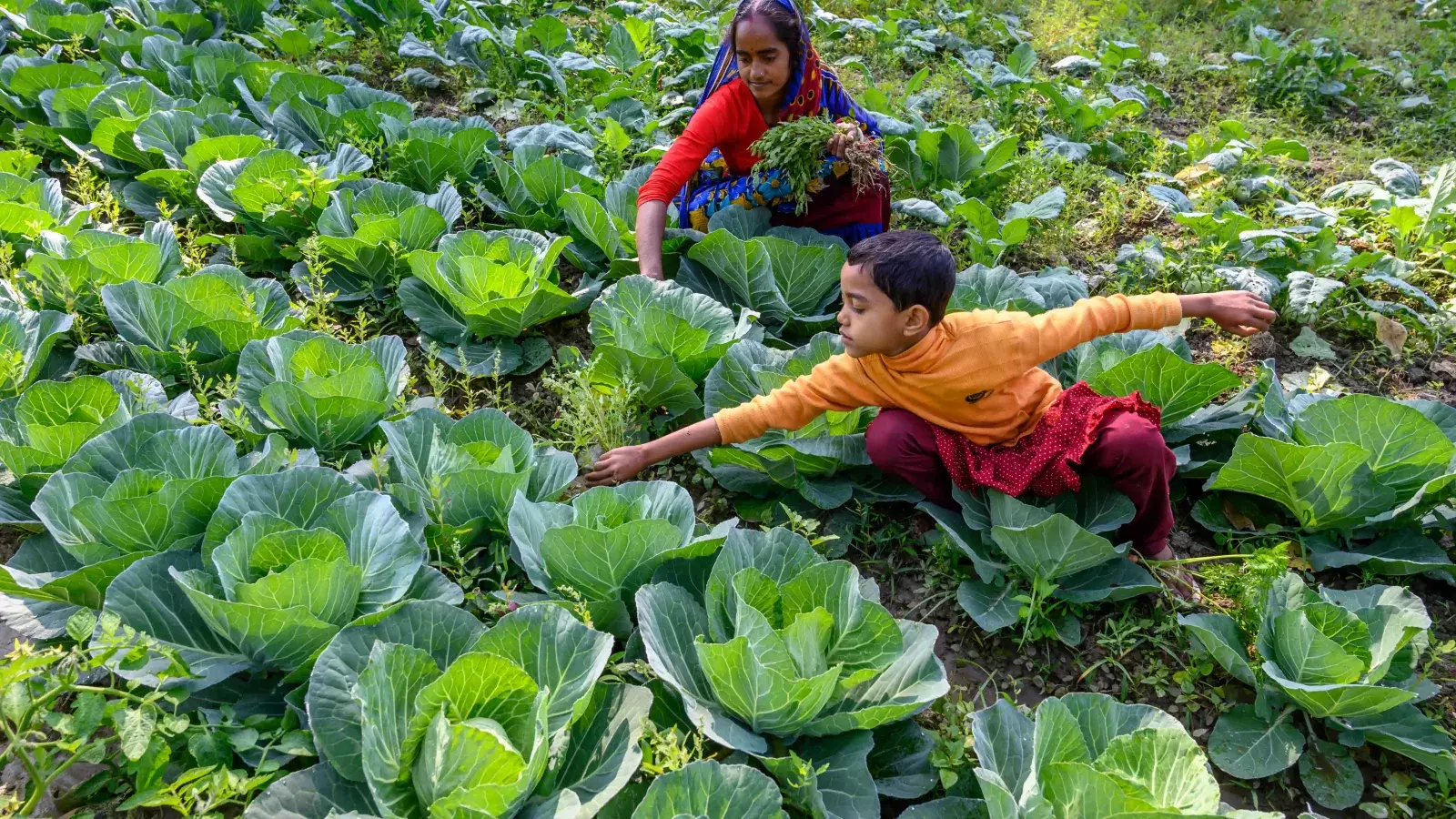 Girl harvesting vegetables with her mom in the filed
