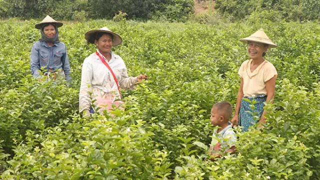 Adults and child in green field wearing conical hats