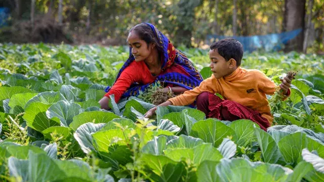 Strengthen Income and Food Security